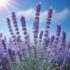 Lavanda Fresca Lavanda Fresca