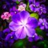 VIOLETAS 2 VIOLETAS 2