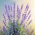lavanda inglesa lavanda inglesa